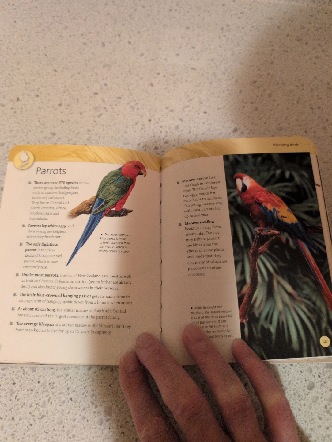 Mini Encyclopedia of Birds Book - photo 3