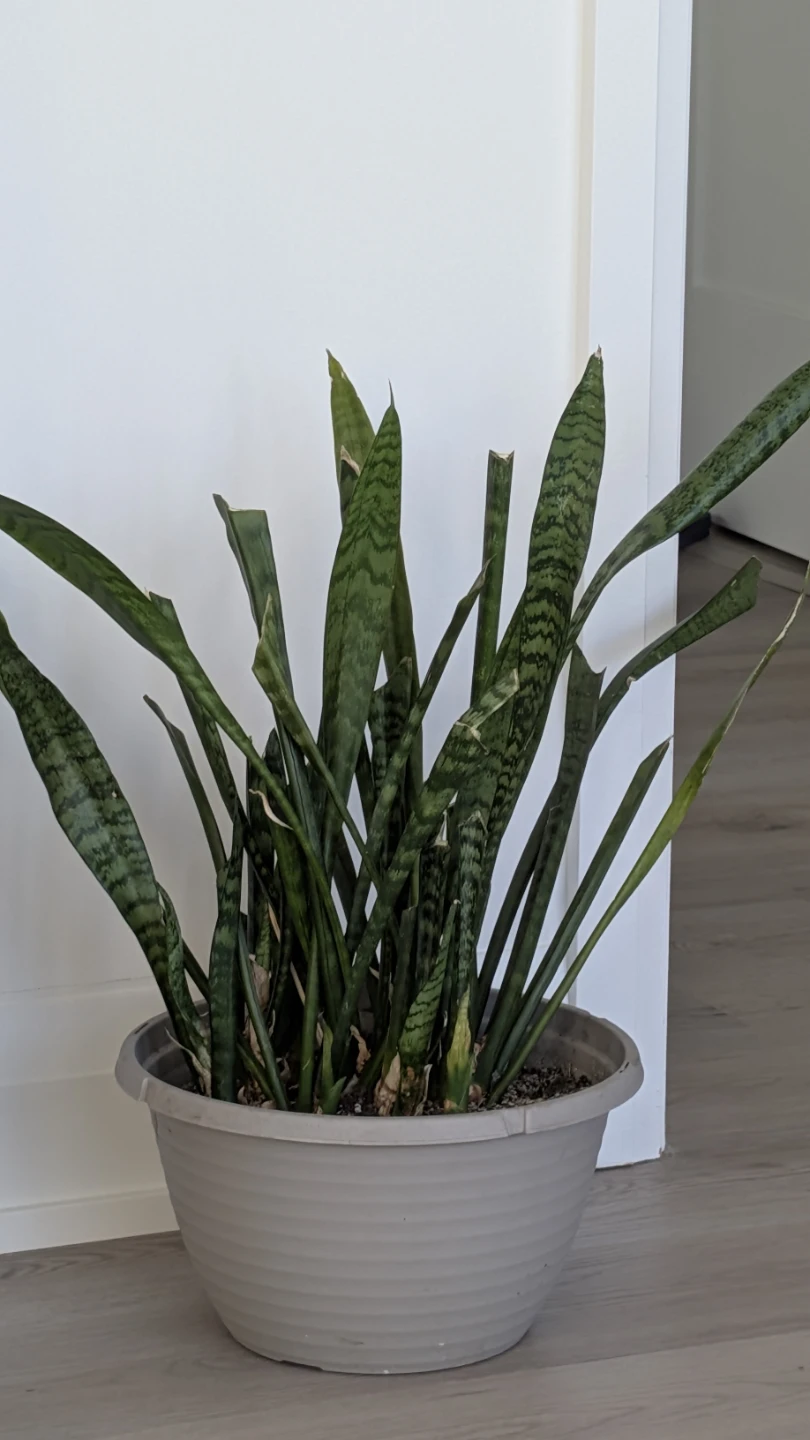 Potted Snake plant - photo 2