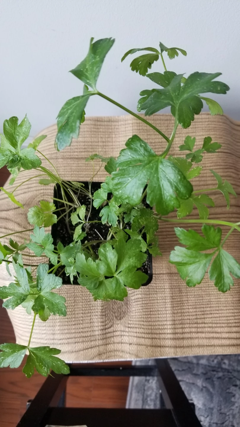 Parsley Plant in Pot - photo 4