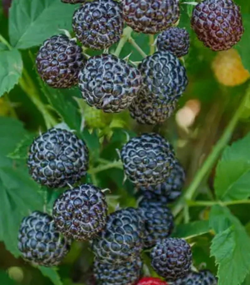 Black Raspberry plants for sale