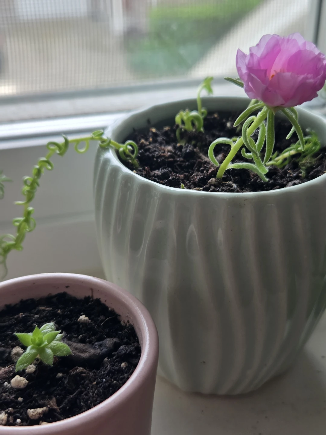 Succulent plants in decorative pots