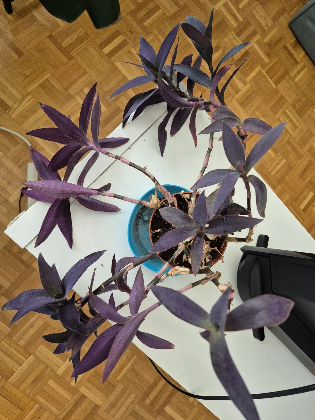 Purple Heart Plant