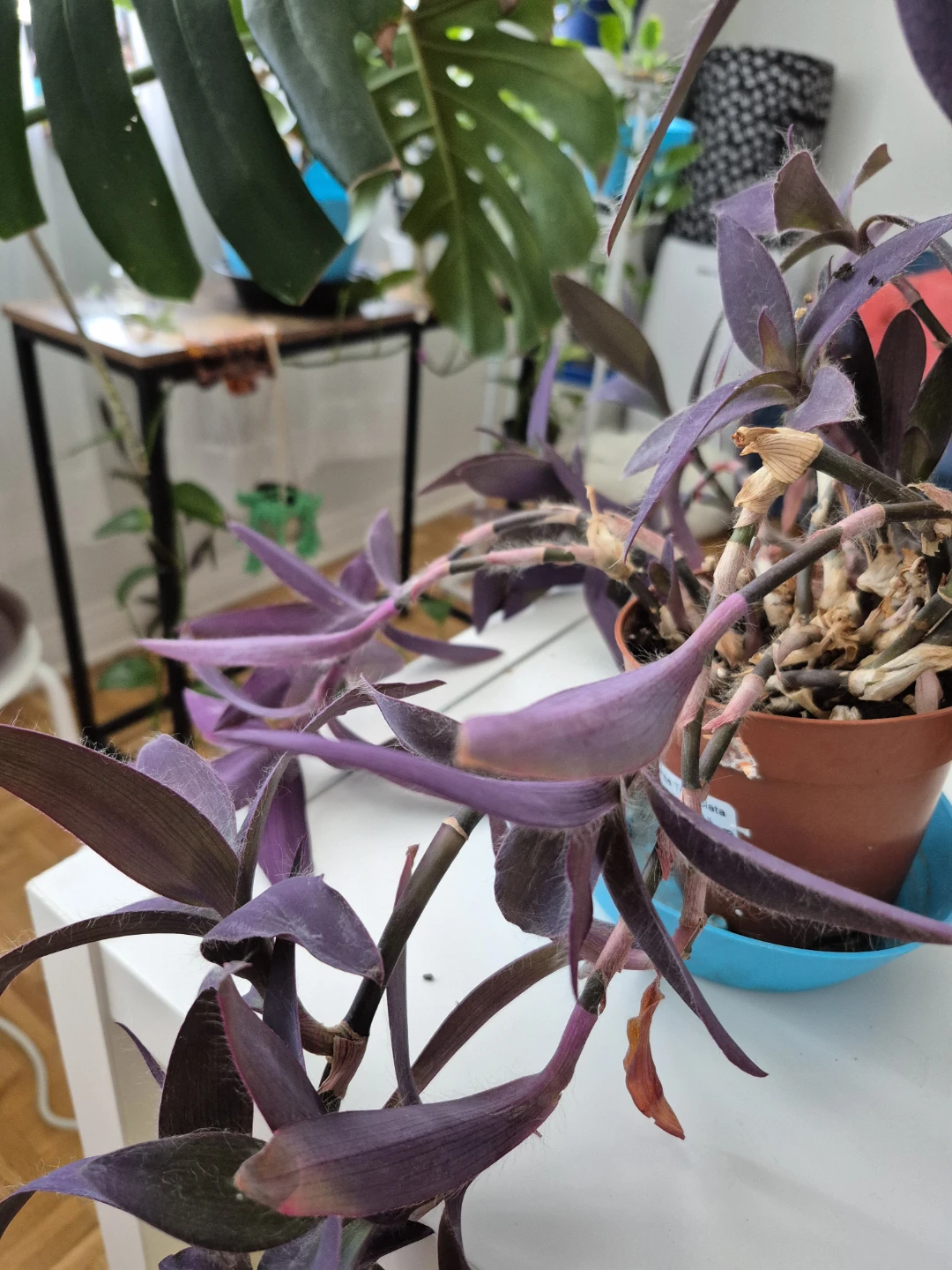 Purple Heart Plant - photo 2