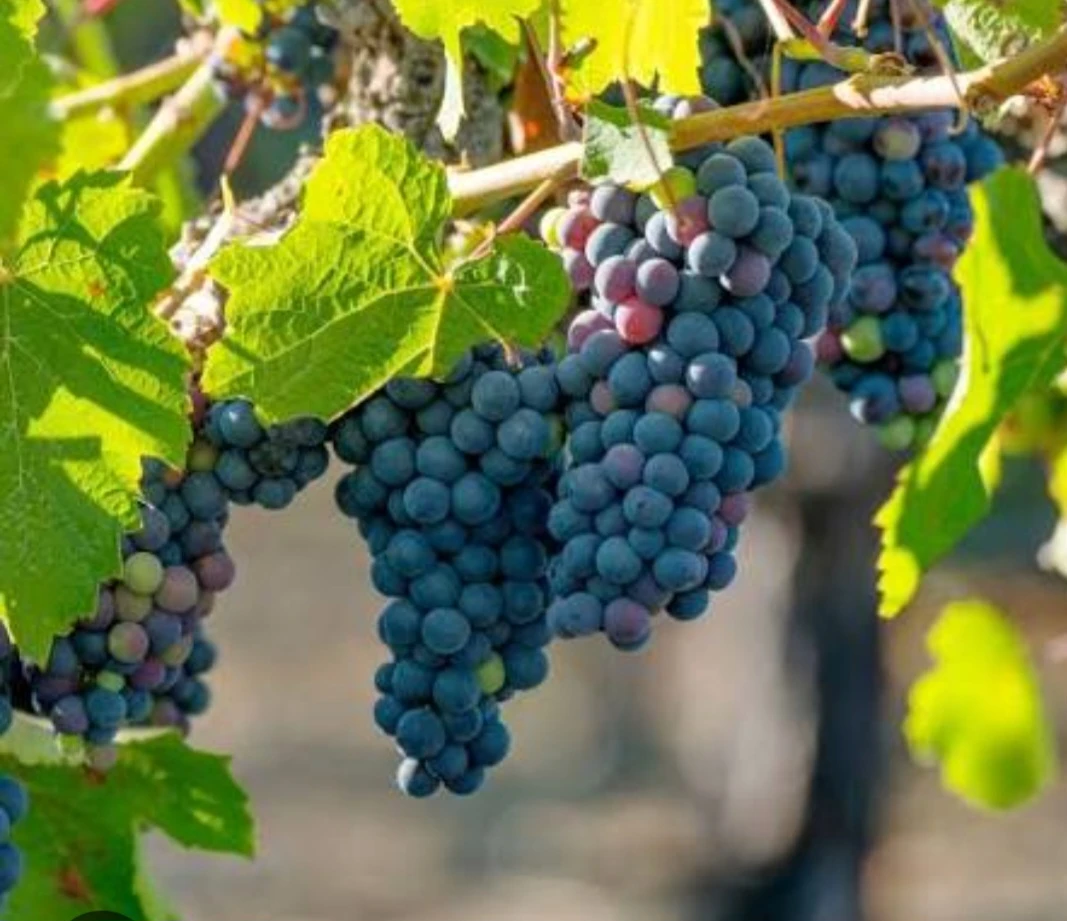 Concord grape plants for sale