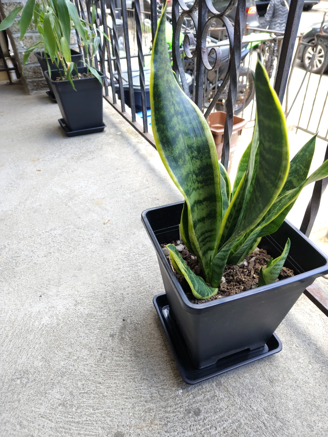 Snake Plant in Black Pot