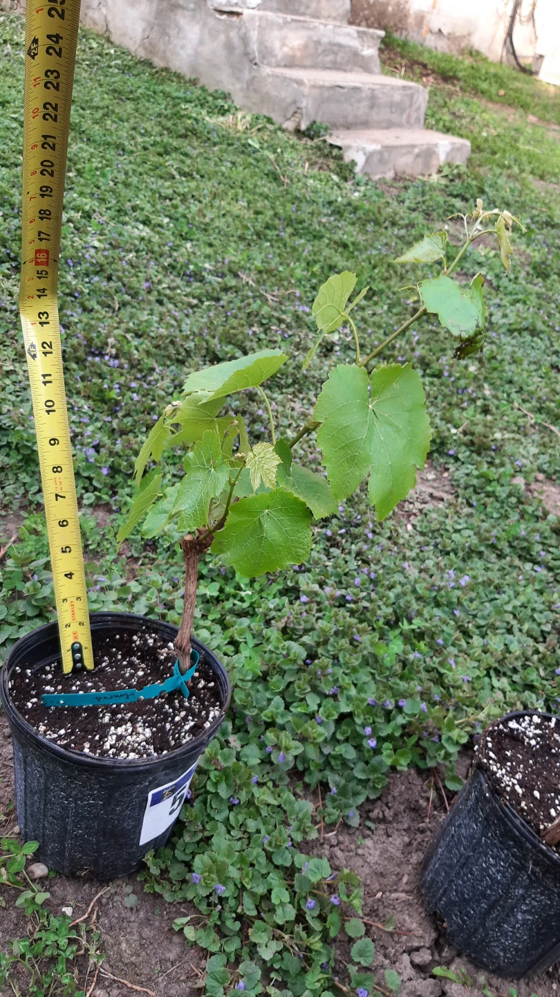 Himrod Grape Vine Plant