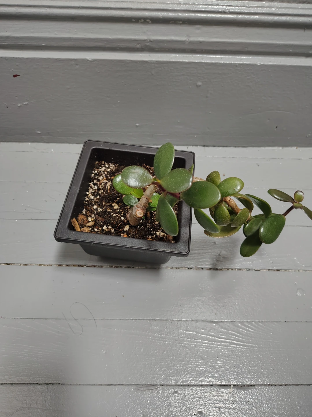 Jade Plant - photo 2
