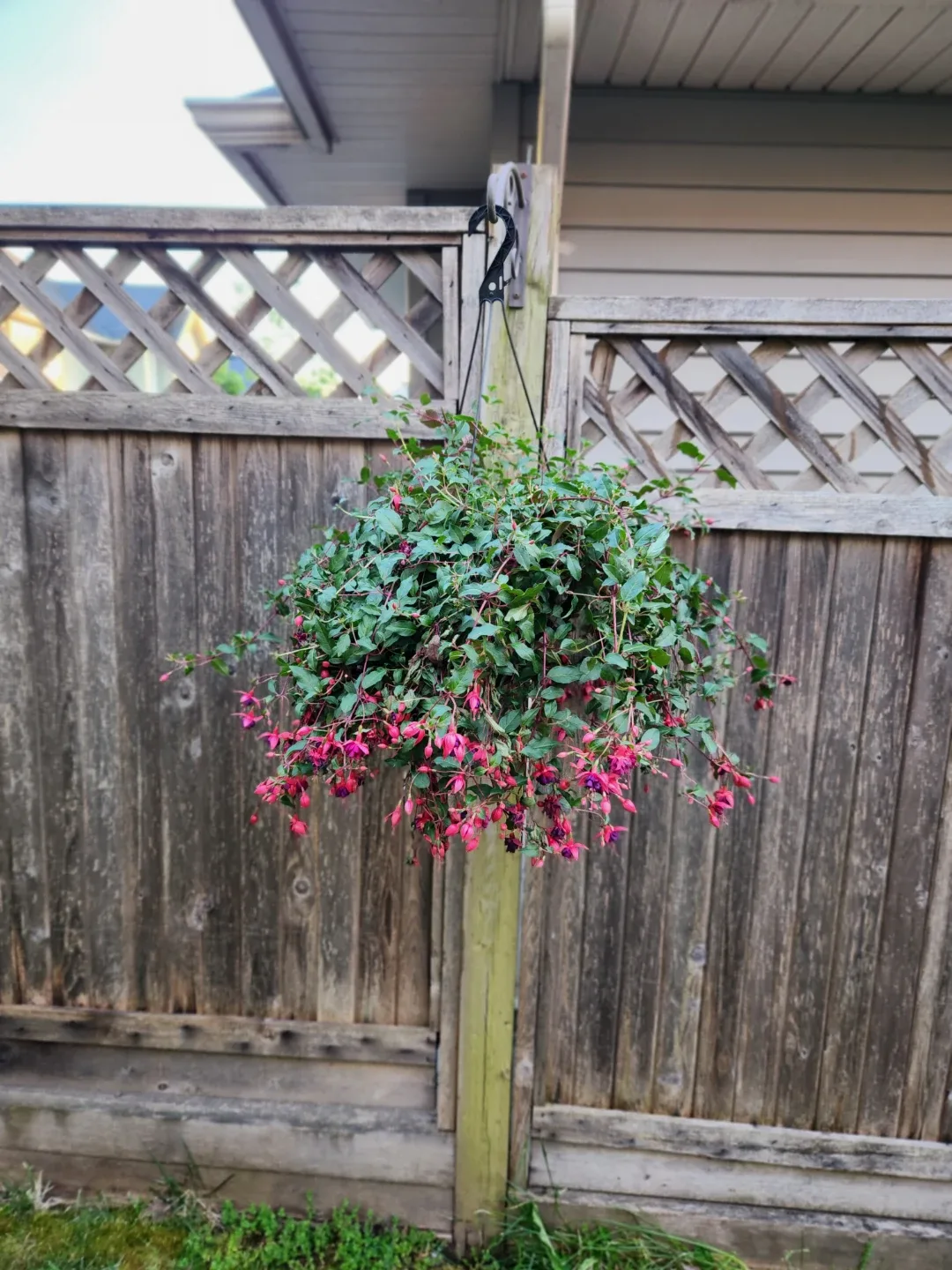 Hanging Fuchsia Plant