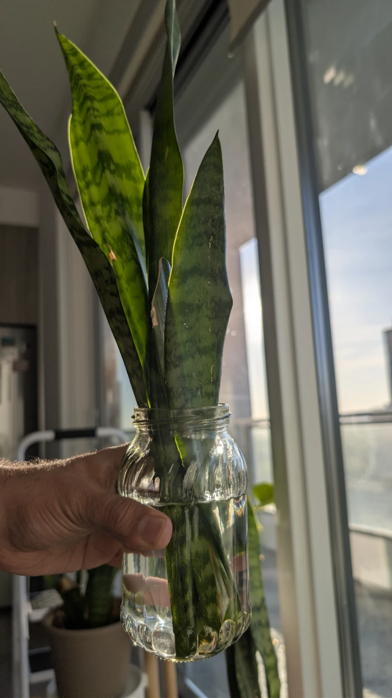 Potted Snake plant - photo 3