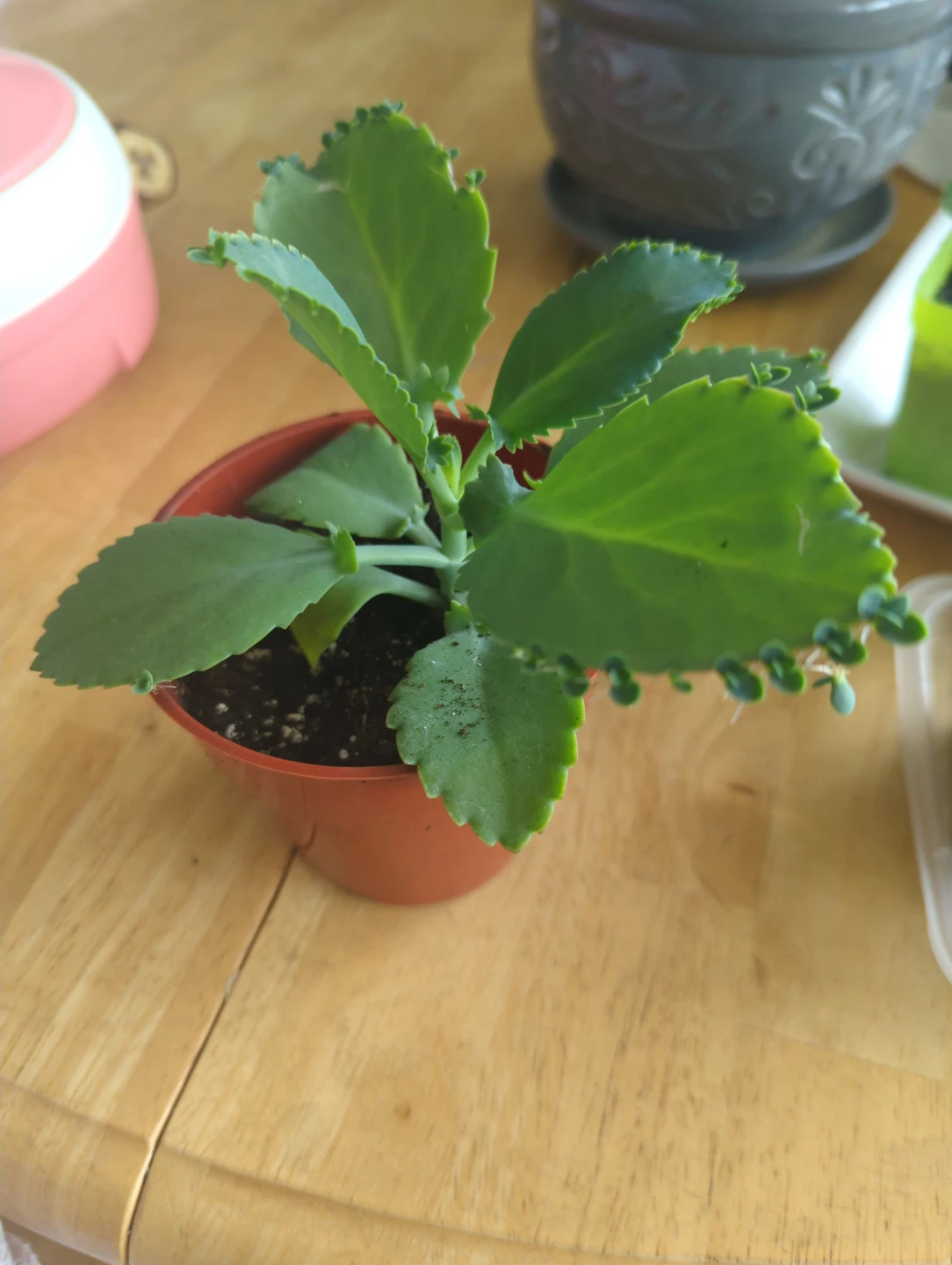 Kalanchoe "Mother of Thousands" Plant