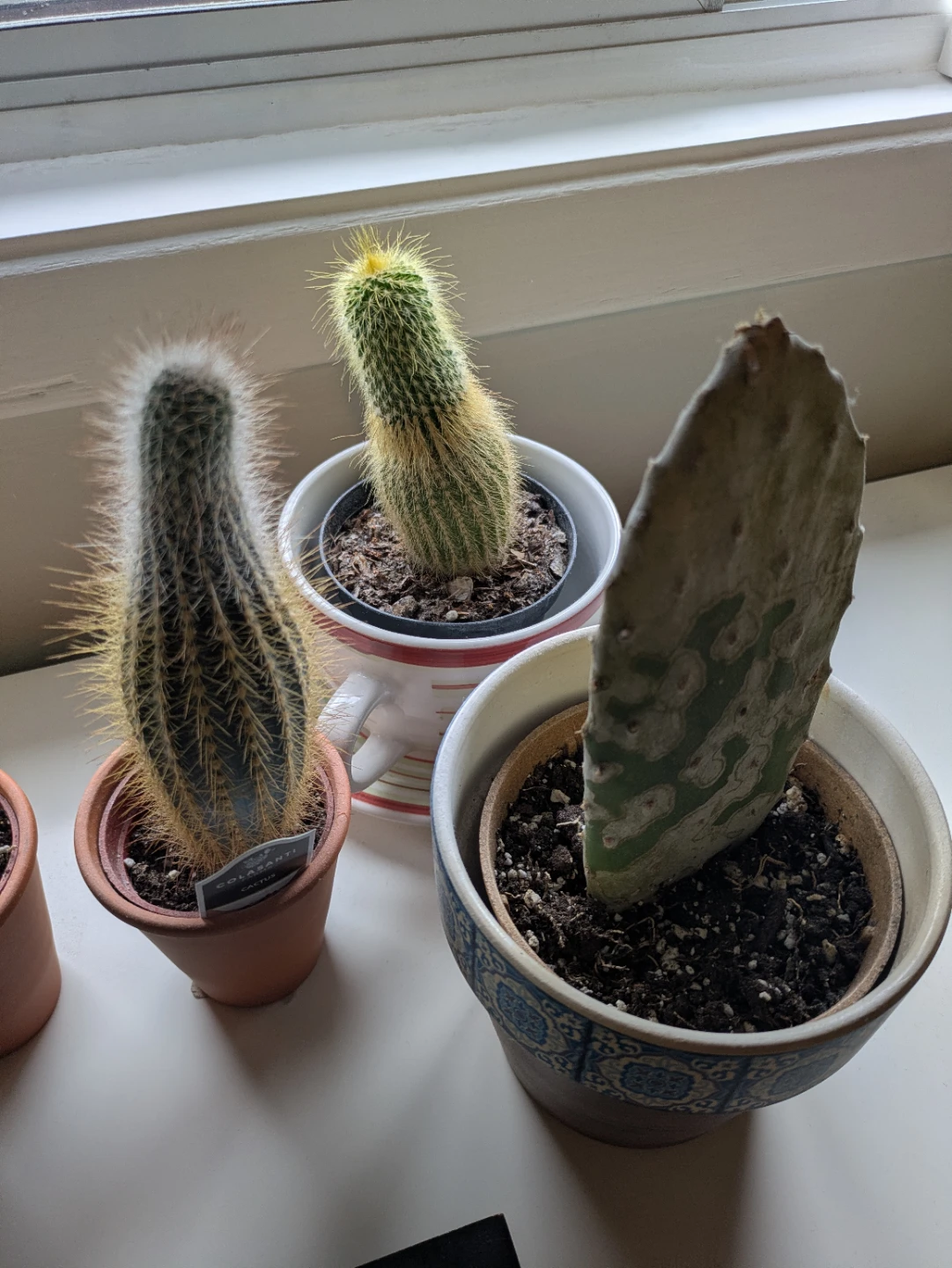 Assorted Cacti and Succulents with pots $10 each - photo 3