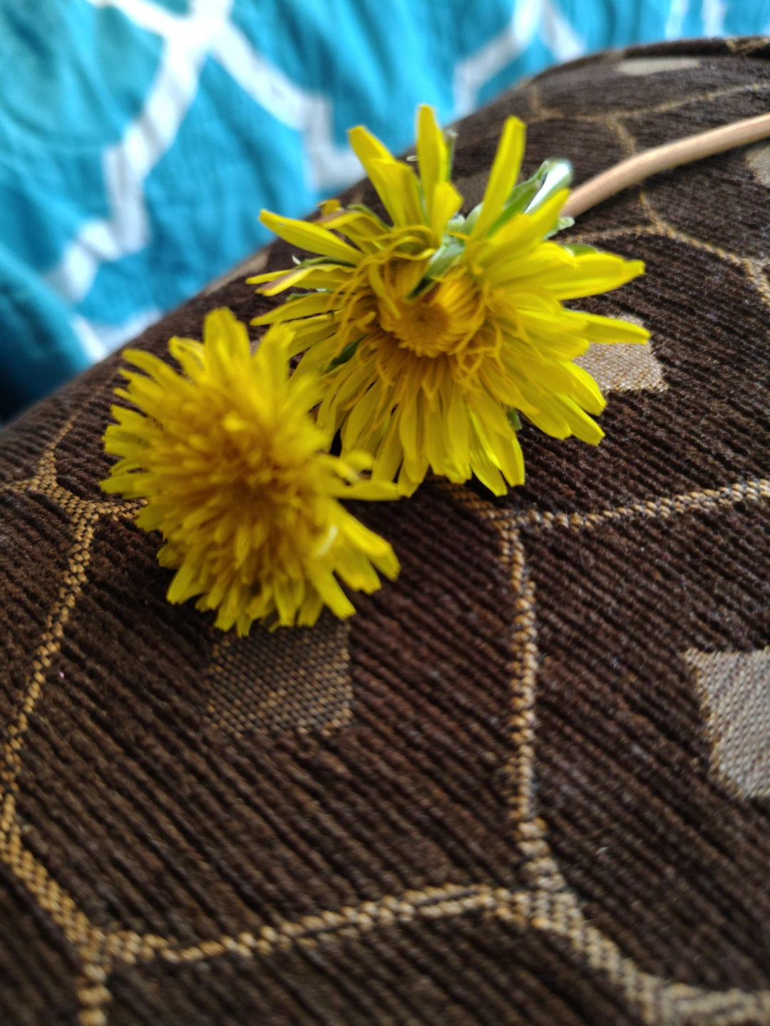 Two Dandelions