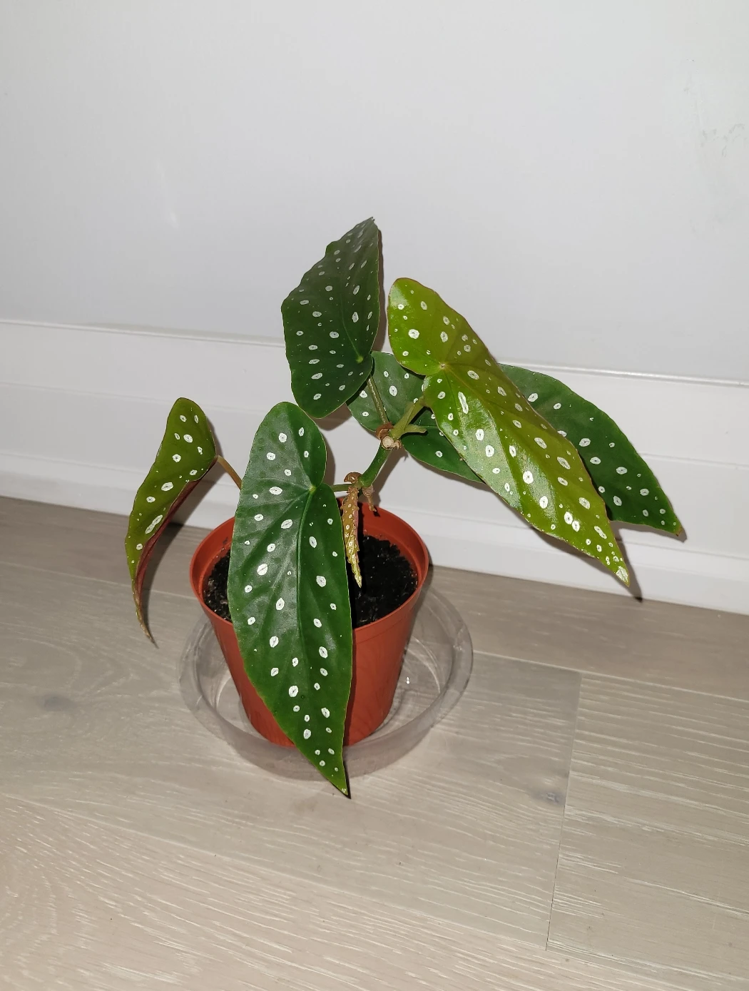 Polka Dot Begonia