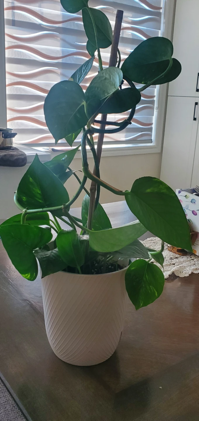 Pothos Plant in White Pot - photo 3