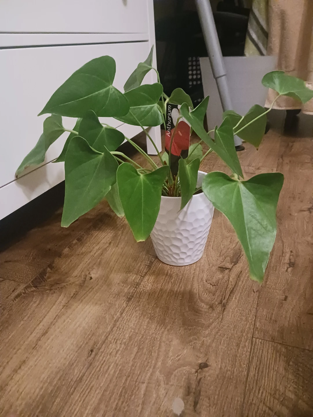 Anthurium Plant in White Pot