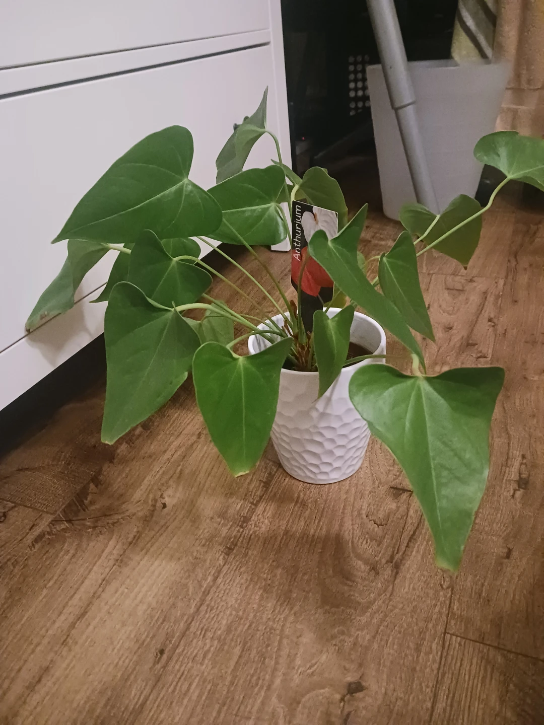Anthurium Plant in White Pot - photo 2