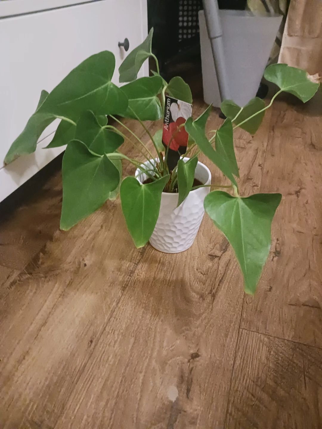 Anthurium Plant in White Pot - photo 3