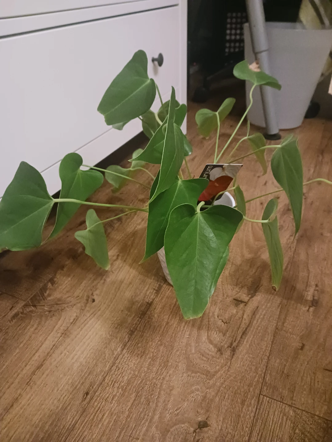 Anthurium Plant in White Pot - photo 4