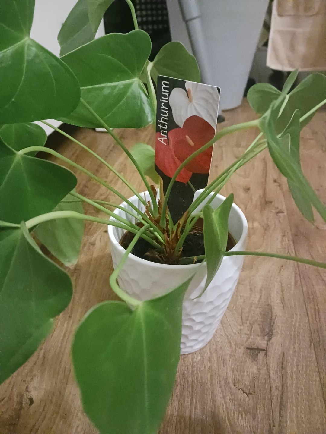 Anthurium Plant in White Pot - photo 5