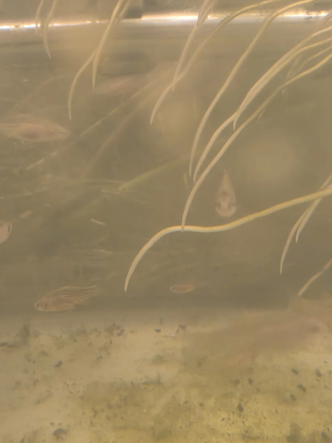 Bag Of Water - Celestial Pearl Danio