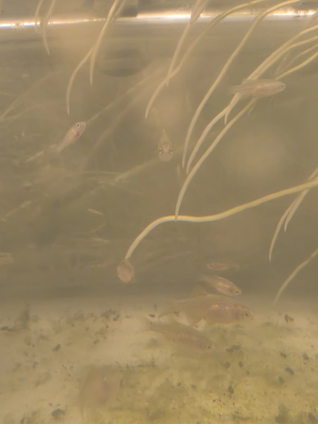 Bag Of Water - Celestial Pearl Danio - photo 2