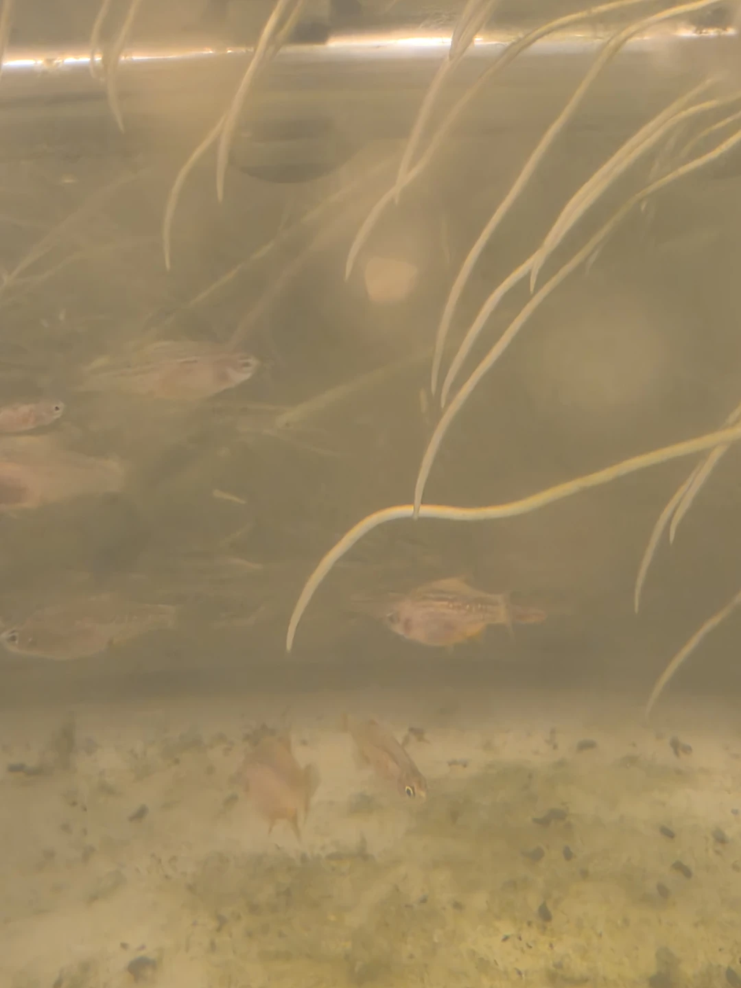 Bag Of Water - Celestial Pearl Danio - photo 3