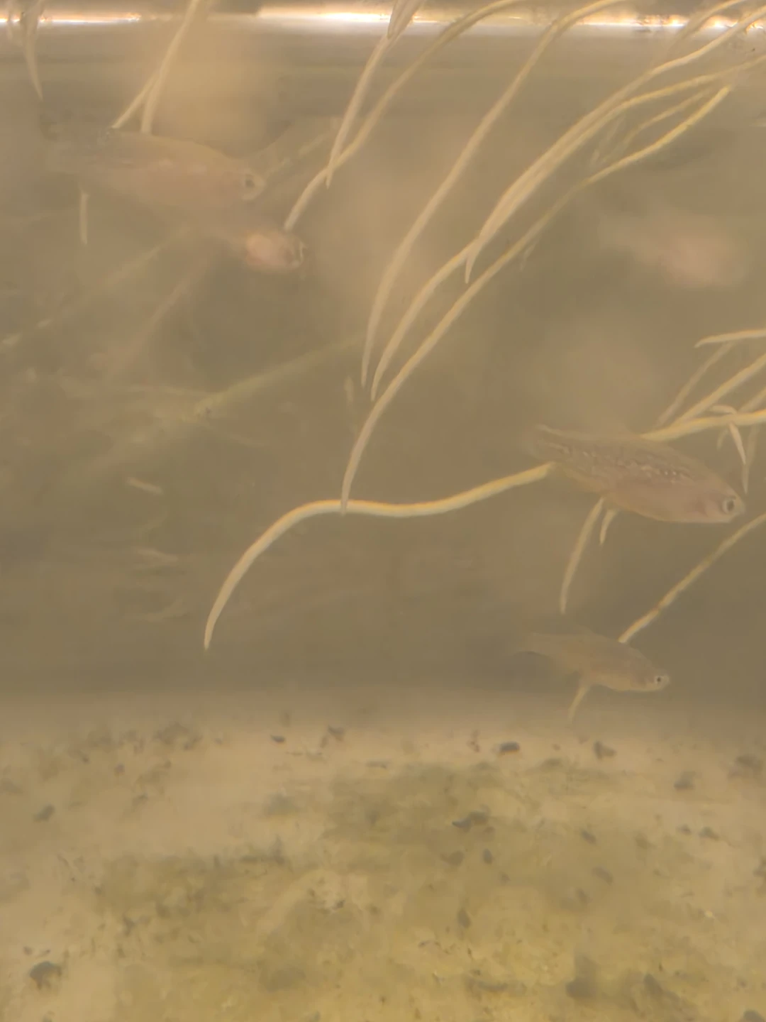 Bag Of Water - Celestial Pearl Danio - photo 4