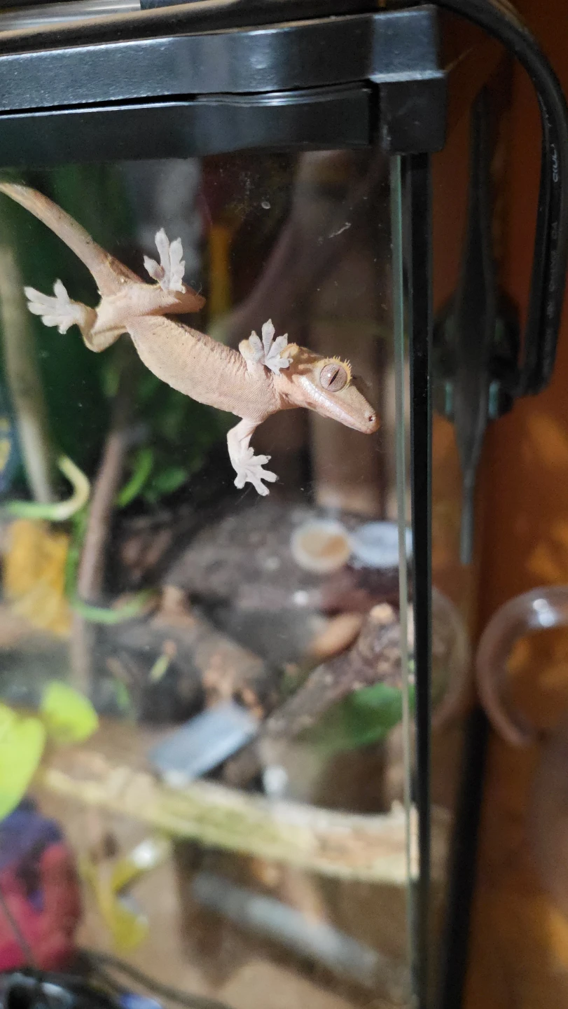 Terrarium with crested - photo 2