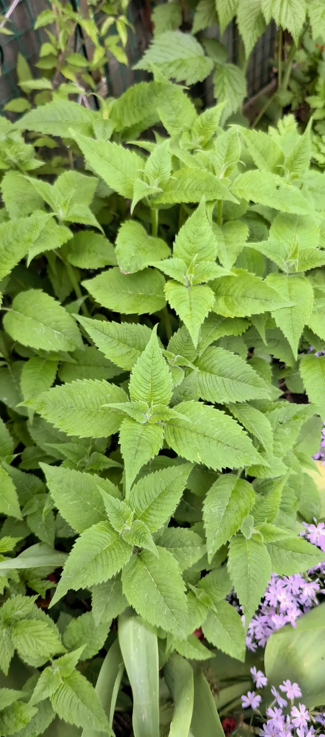 Bee balm