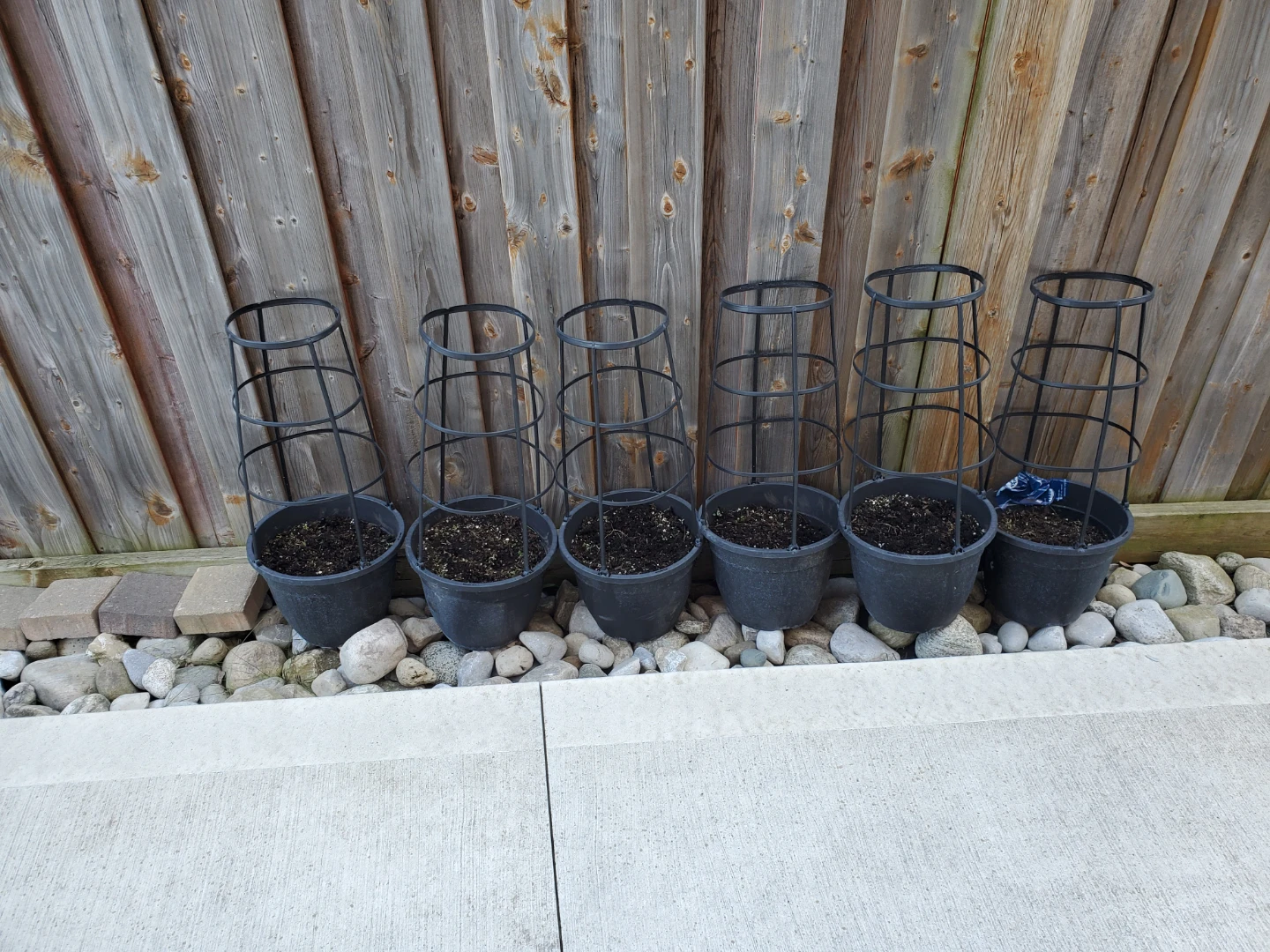 Set of 6 Tomato Cages with Planters