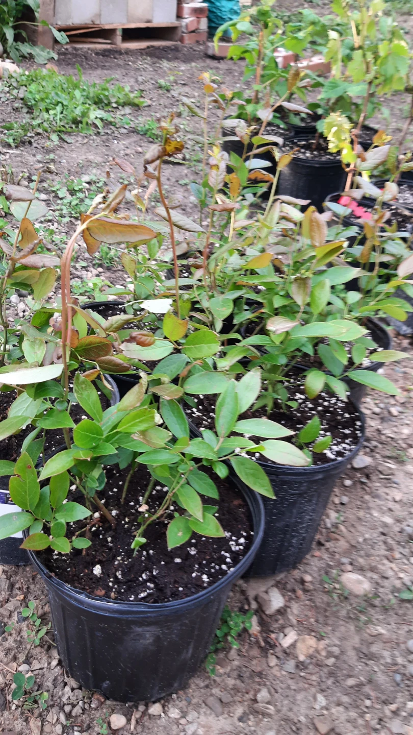 Blueberry Plants in 2 Gallon pots - photo 2
