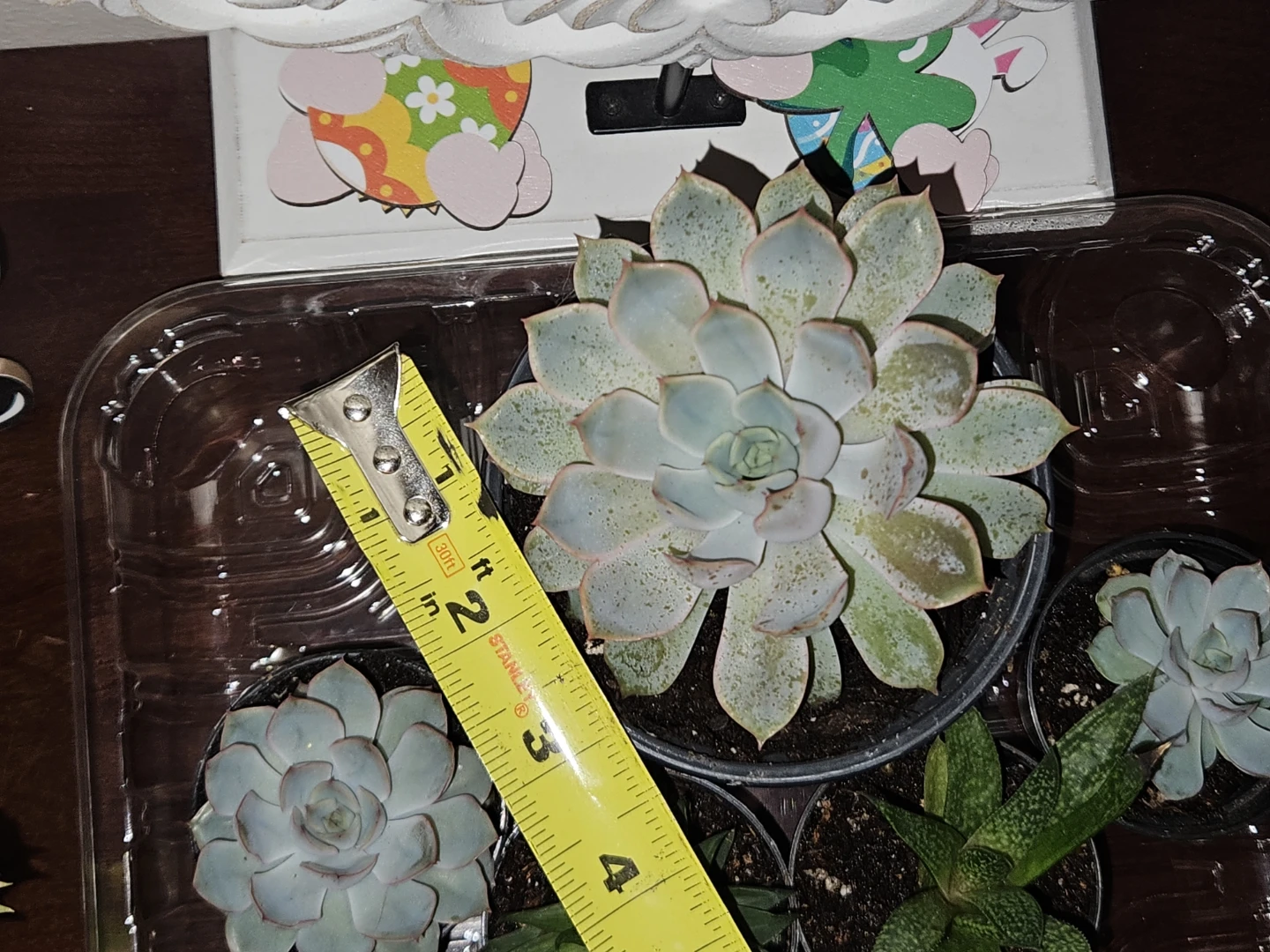 Succulents... more to come 🪴 - photo 2