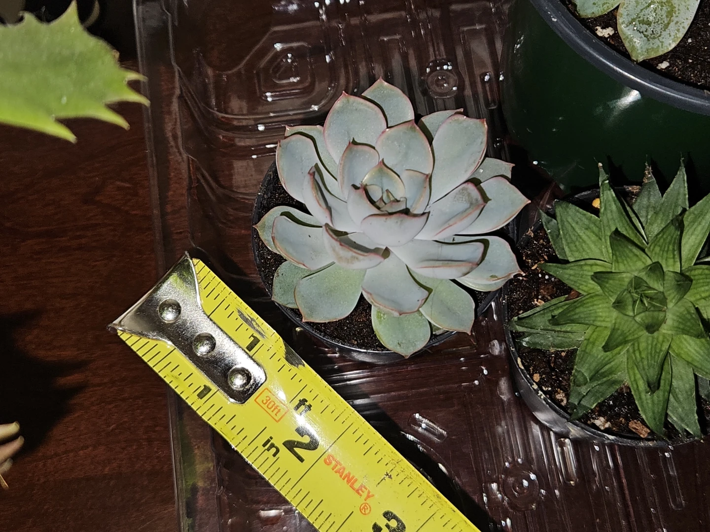Succulents... more to come 🪴 - photo 3