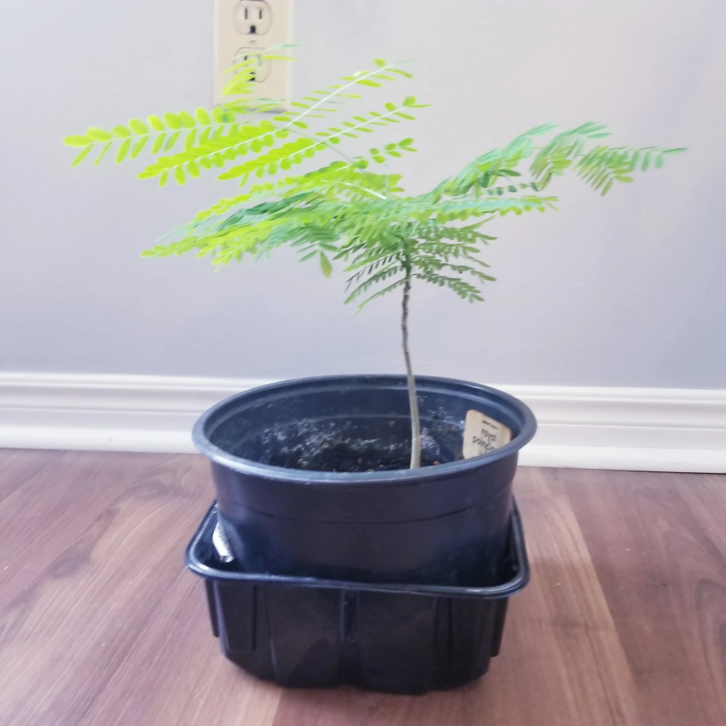 Bonsai