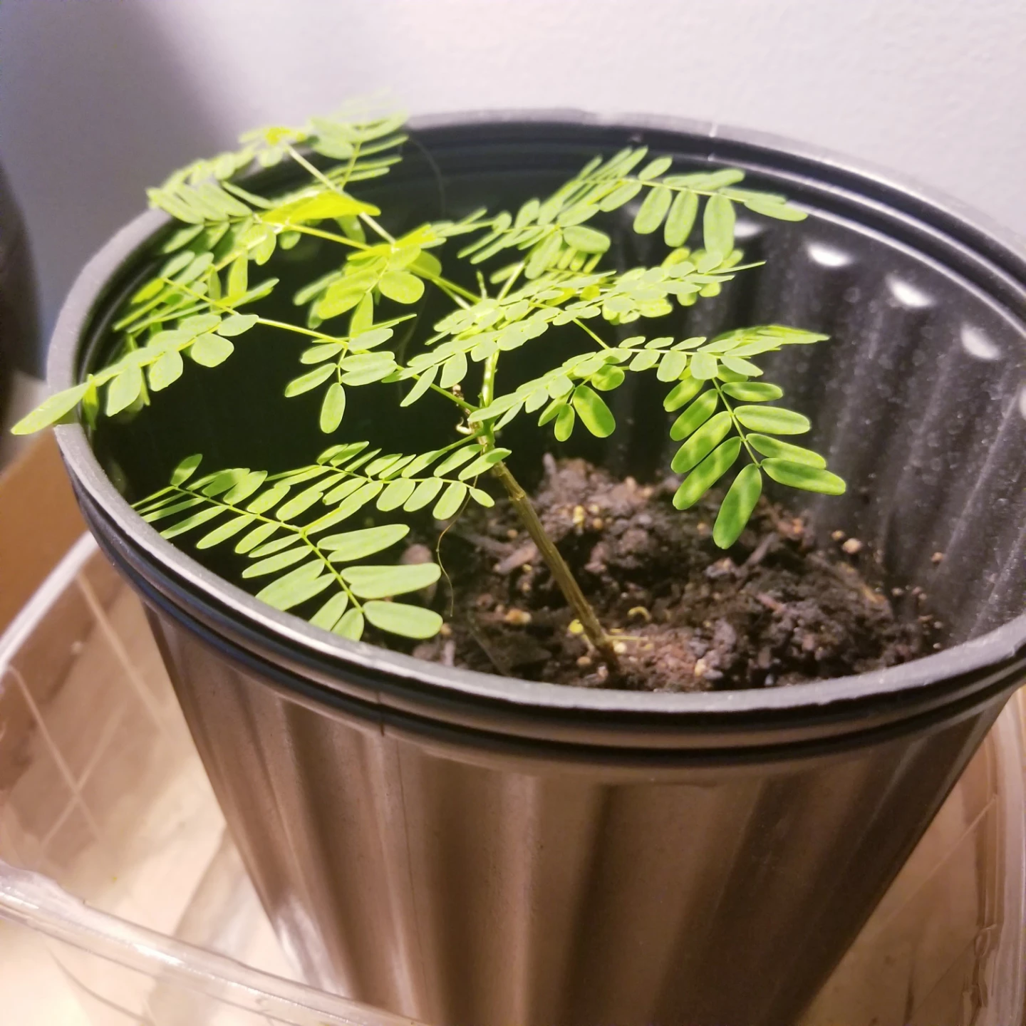 Bonsai - photo 2
