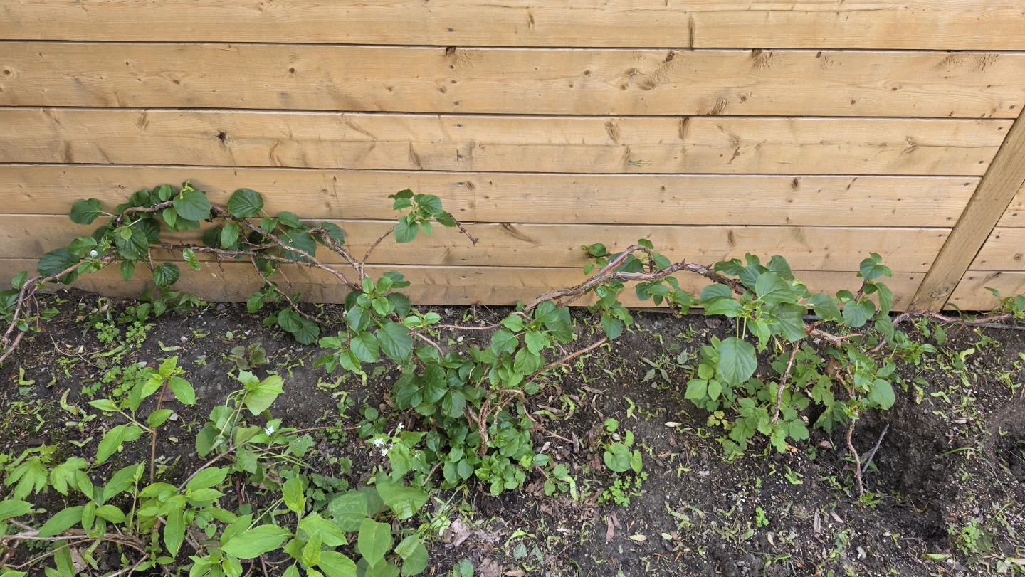 LAST DAYS - Climbing Hydrange Plant/Vine for Garden