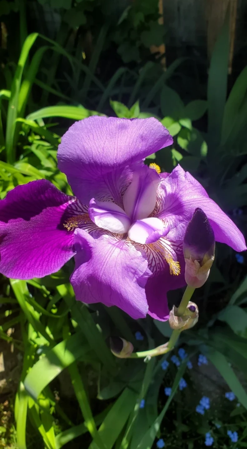 Iris germanica - photo 2