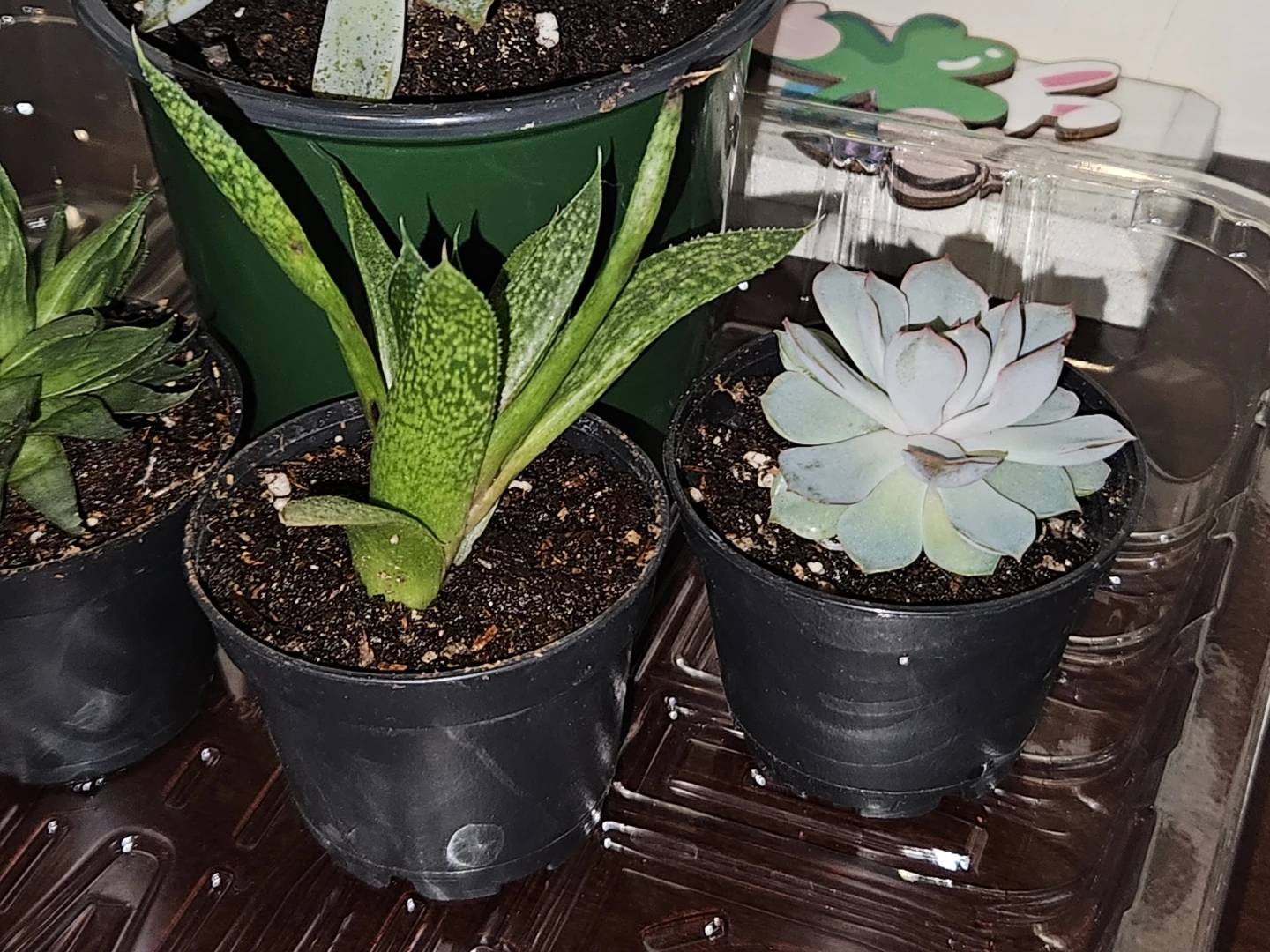 Succulents... more to come 🪴 - photo 4