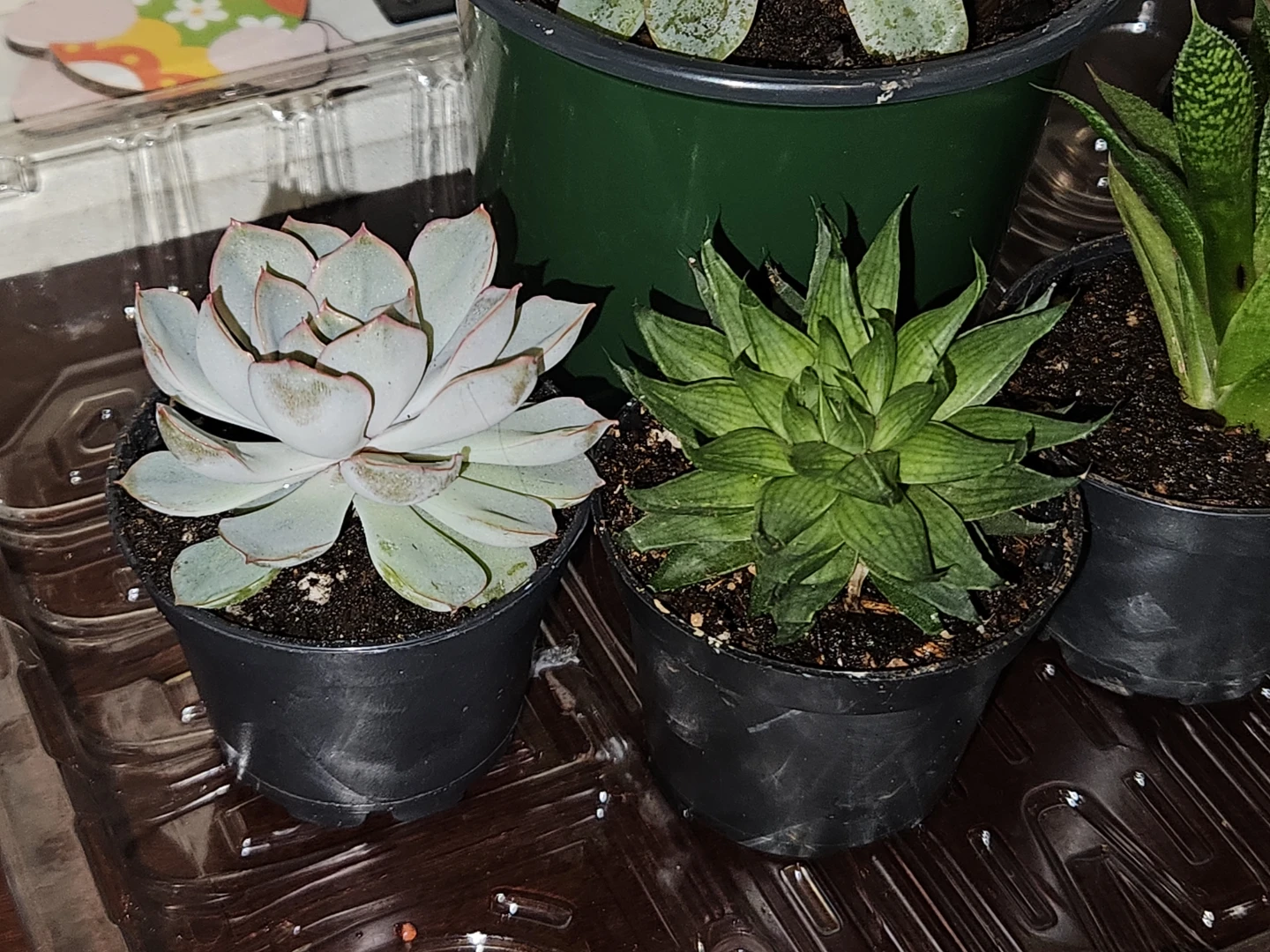 Succulents... more to come 🪴 - photo 5