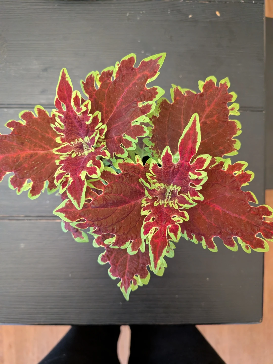 Ruby Red Coleus