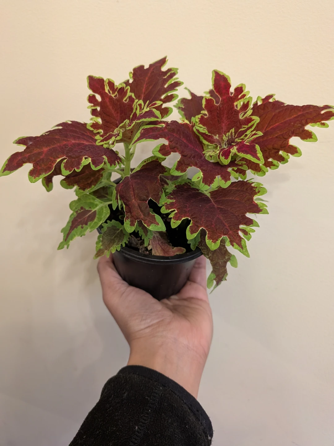 Ruby Red Coleus - photo 2