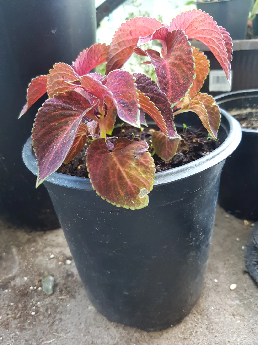 Coleus plants in pots - photo 4