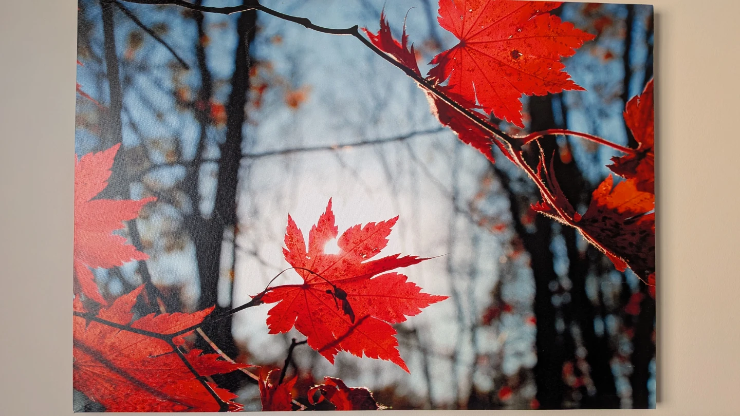 Canvas Wall Arts - Red Maple Leaves
