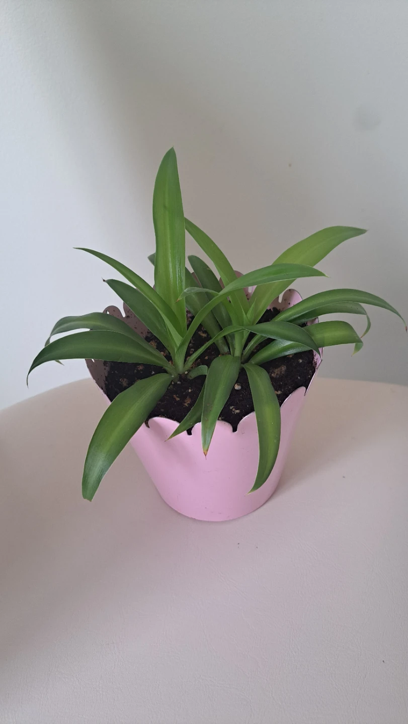 2 Spider Plants in Pink metal Pot