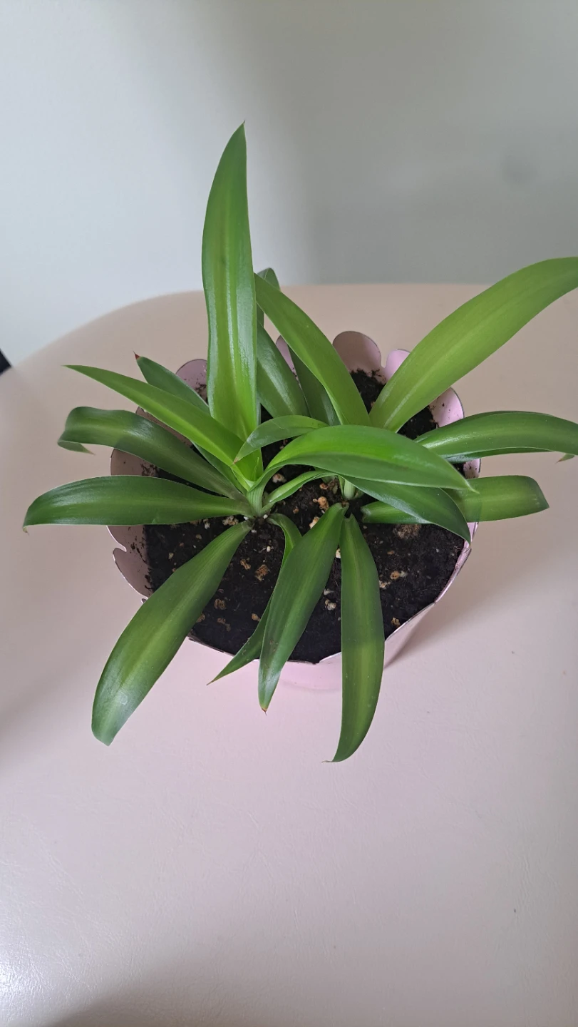 2 Spider Plants in Pink metal Pot - photo 2