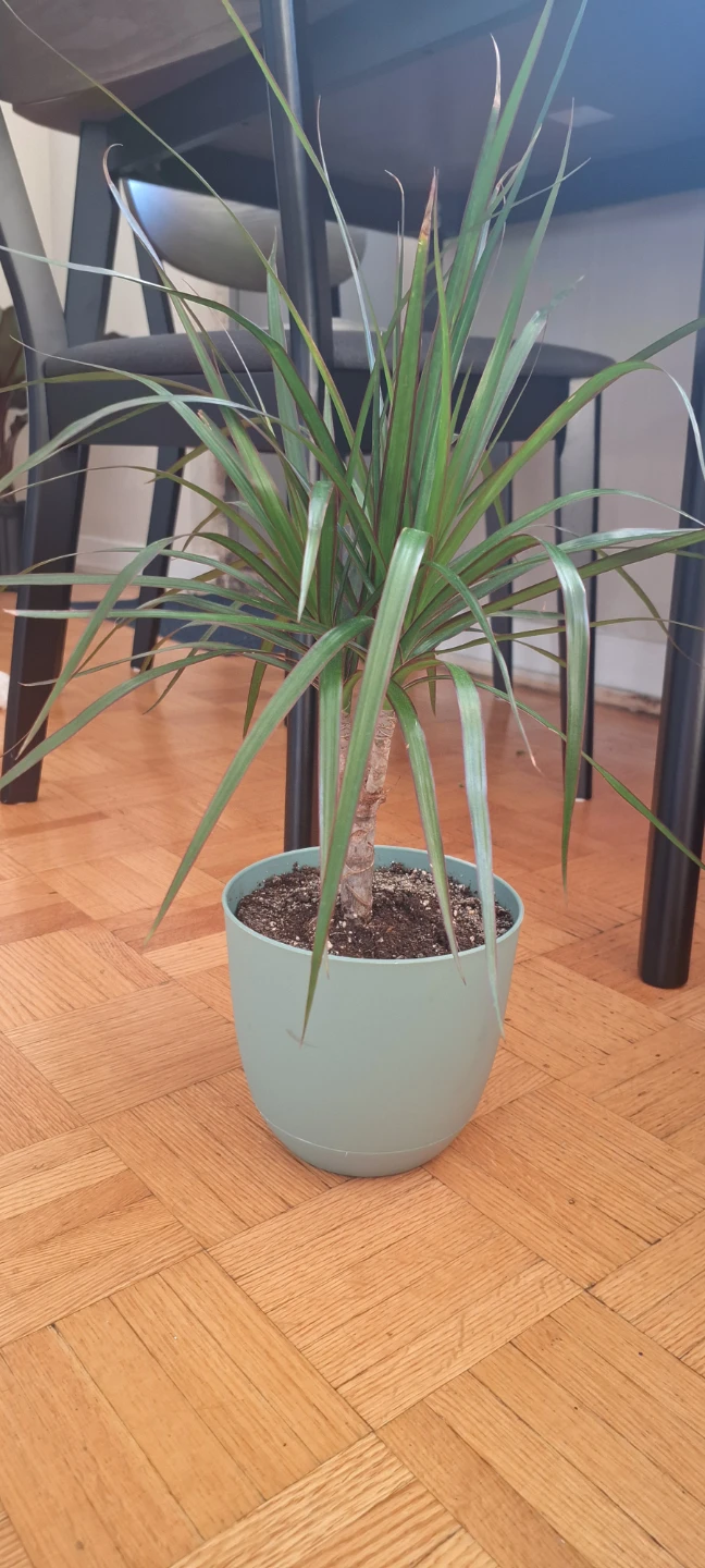 Potted Dracaena Plant - photo 2