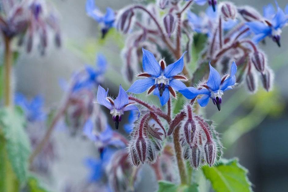 Borage Plants