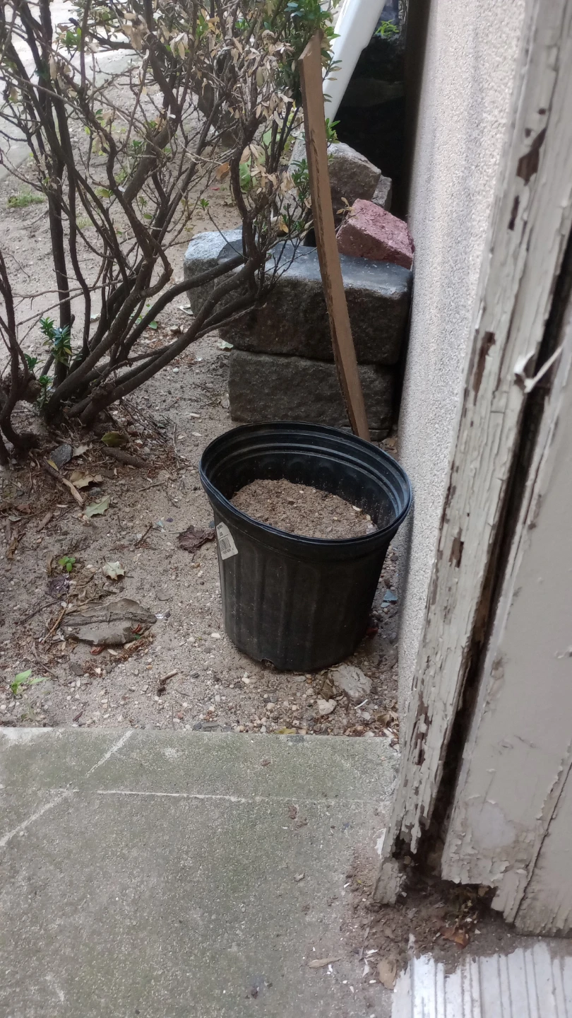 Black Plastic Plant Pot