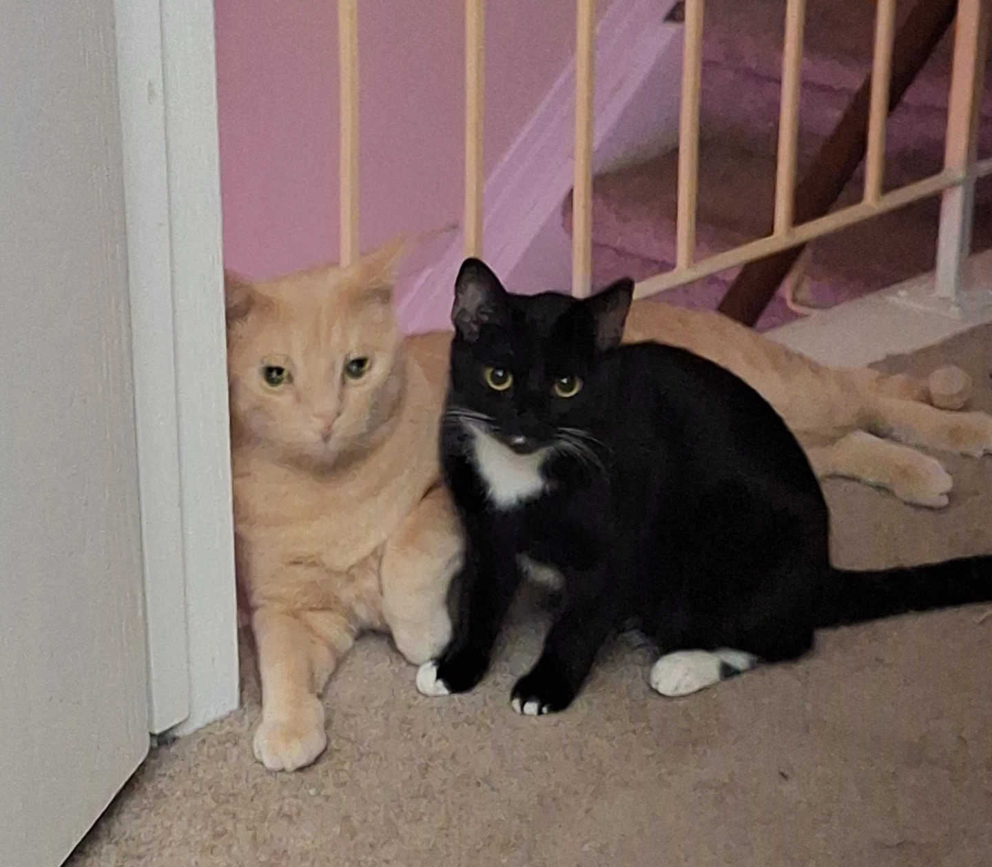 Missing Black & white Female cat