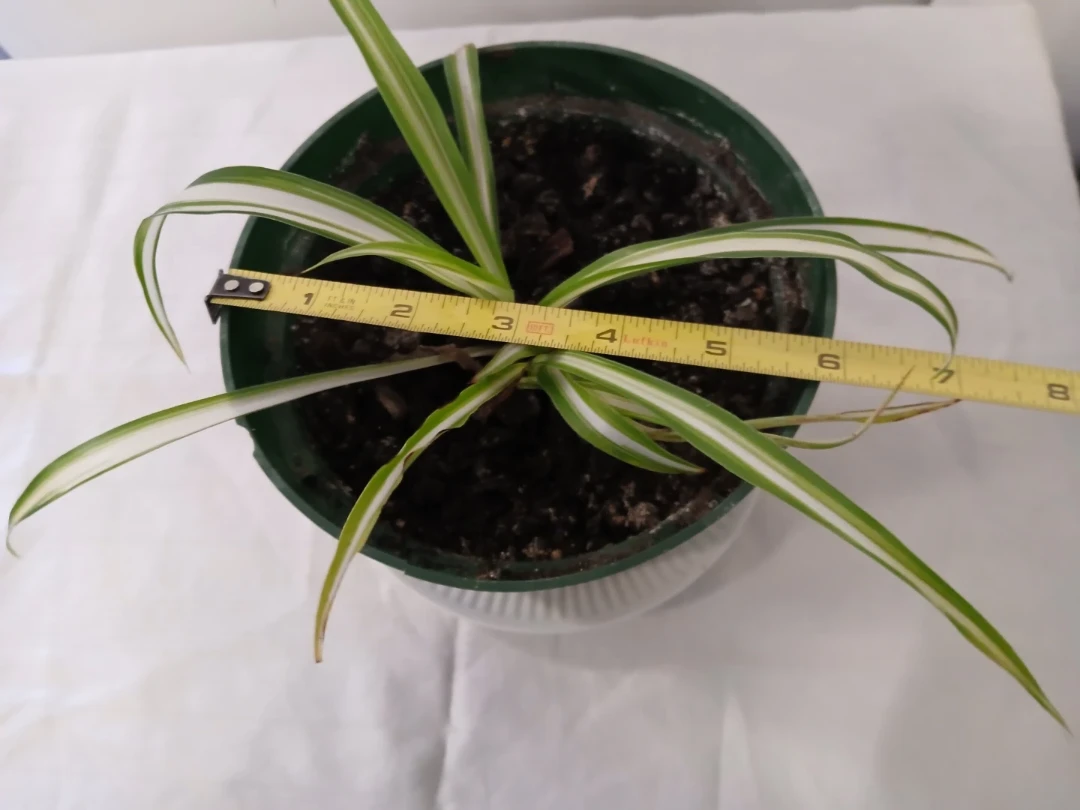 Healthy, rooted Spider Plant in 6" Pot. FIRM PRICE. - photo 3